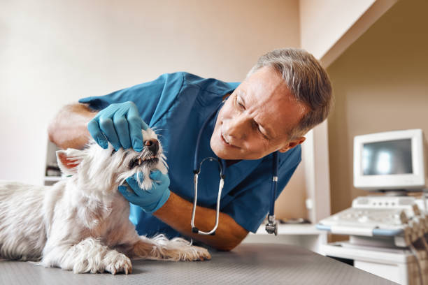 Best 24-Hour Emergency Dentist  in Pismo Beach, CA